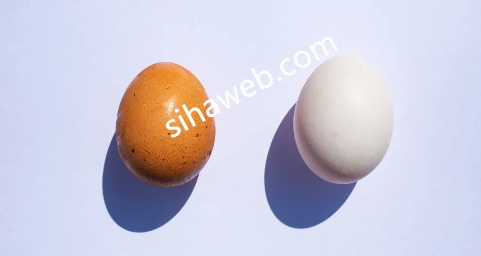 مقارنة-بين-بيض-البط-والدجاج
